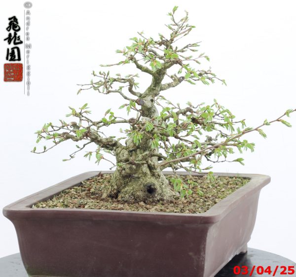 Carpinus turczaninowii - immagine 3
