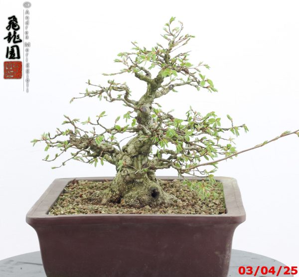 Carpinus turczaninowii - immagine 4