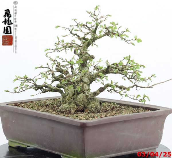 Carpinus turczaninowii - immagine 5