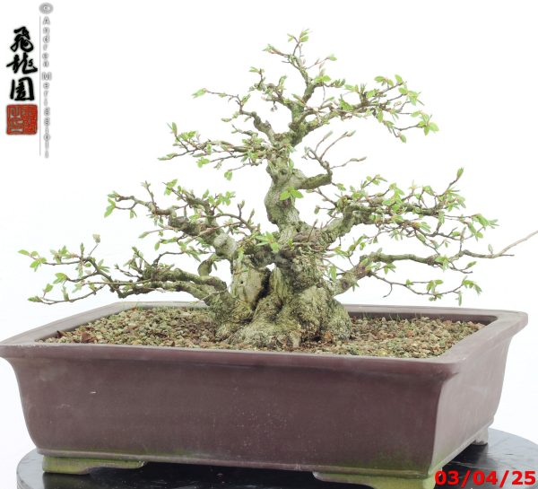 Carpinus turczaninowii - immagine 6