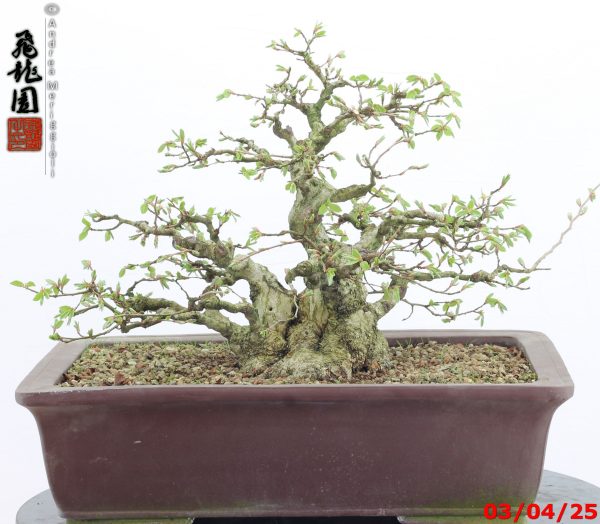 Carpinus turczaninowii - immagine 7