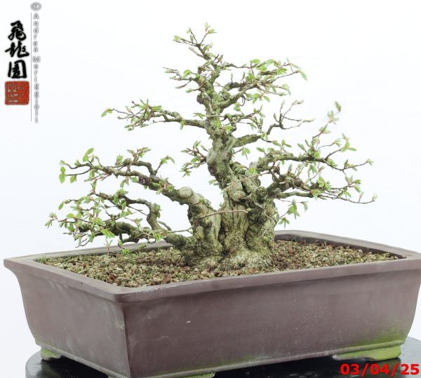Carpinus turczaninowii - immagine 8