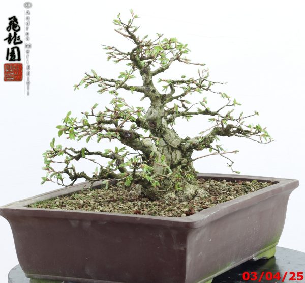 Carpinus turczaninowii - immagine 9