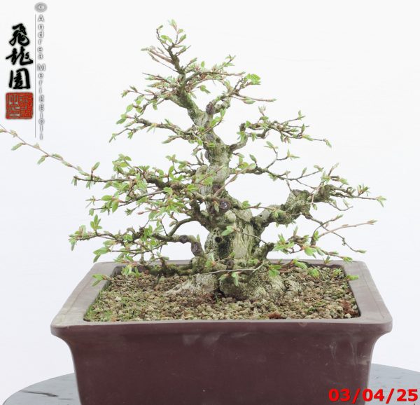 Carpinus turczaninowii - immagine 10