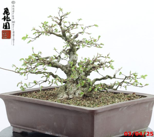 Carpinus turczaninowii - immagine 11