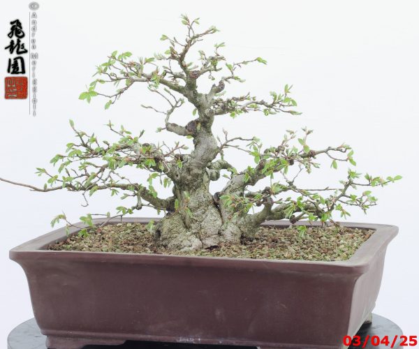 Carpinus turczaninowii - immagine 12