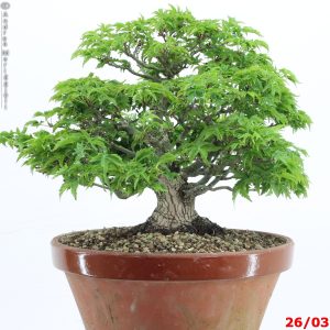 Acer palmatum shishigashira shohin