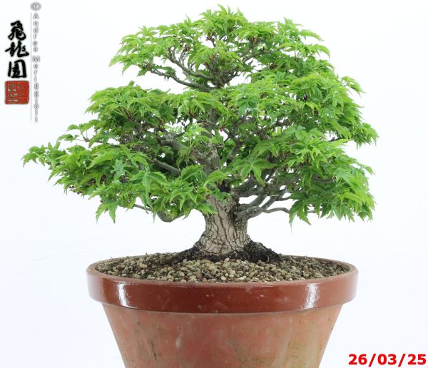 Acer palmatum shishigashira shohin