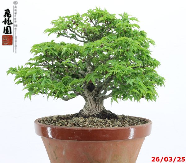 Acer palmatum shishigashira shohin - immagine 2