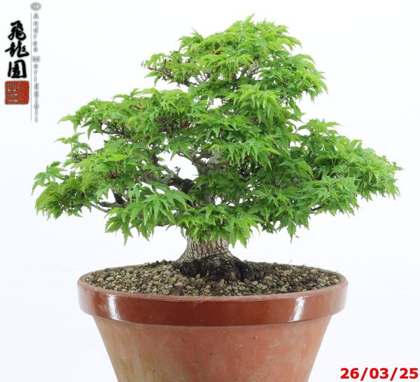 Acer palmatum shishigashira shohin - immagine 3