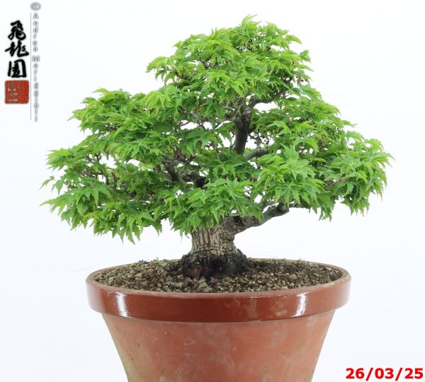 Acer palmatum shishigashira shohin - immagine 4
