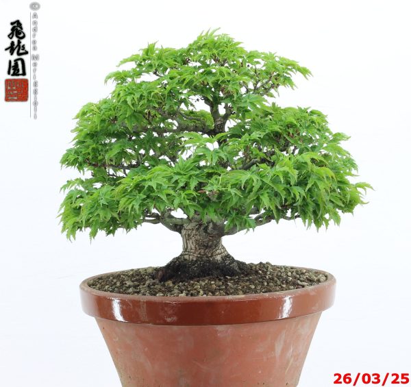 Acer palmatum shishigashira shohin - immagine 9