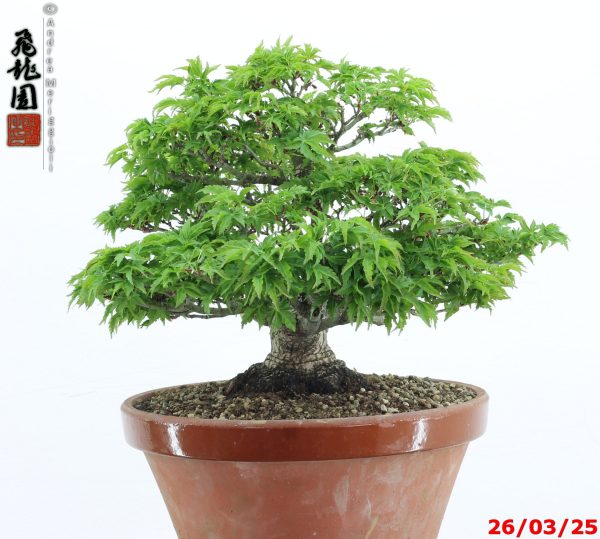 Acer palmatum shishigashira shohin - immagine 5