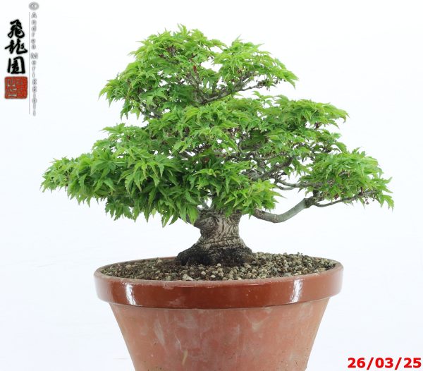 Acer palmatum shishigashira shohin - immagine 6