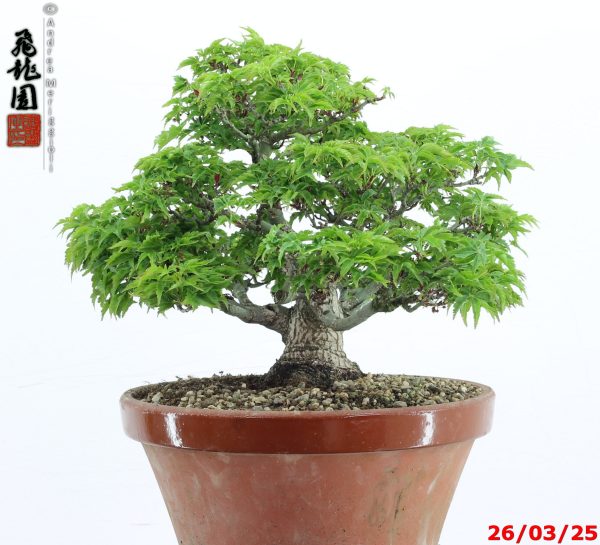 Acer palmatum shishigashira shohin - immagine 7