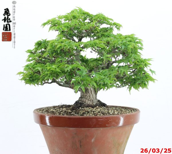 Acer palmatum shishigashira shohin - immagine 8