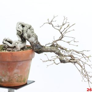Carpinus turczaninowii