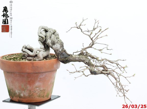 Carpinus turczaninowii