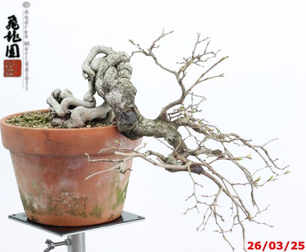 Carpinus turczaninowii - immagine 2