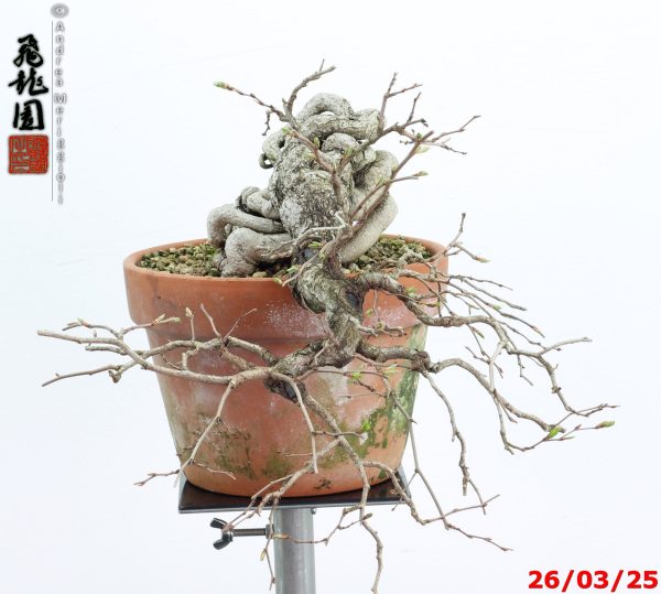 Carpinus turczaninowii - immagine 3