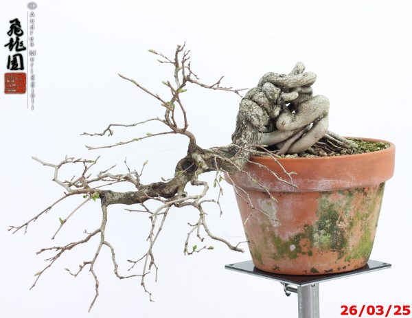 Carpinus turczaninowii - immagine 4
