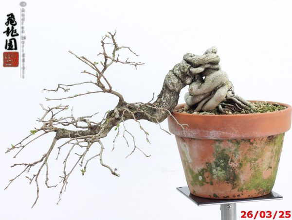 Carpinus turczaninowii - immagine 5