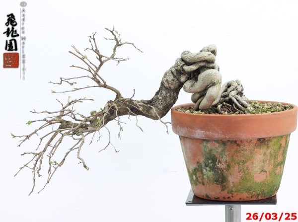 Carpinus turczaninowii - immagine 6