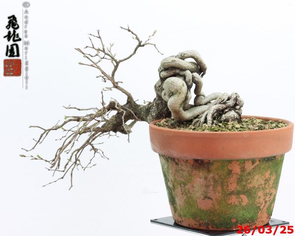 Carpinus turczaninowii - immagine 7