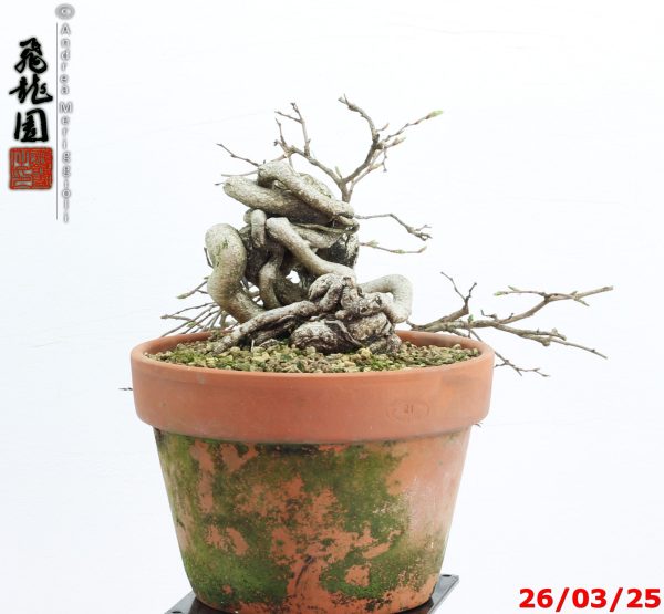 Carpinus turczaninowii - immagine 8