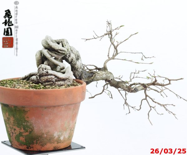 Carpinus turczaninowii - immagine 9
