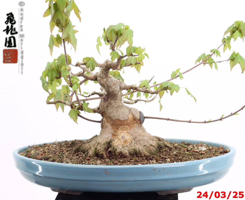 Acer buergerianum shohin