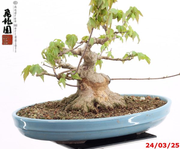 Acer buergerianum shohin - Image 2