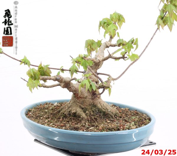 Acer buergerianum shohin - Image 4