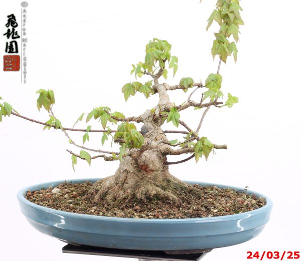 Acer buergerianum shohin - Image 5