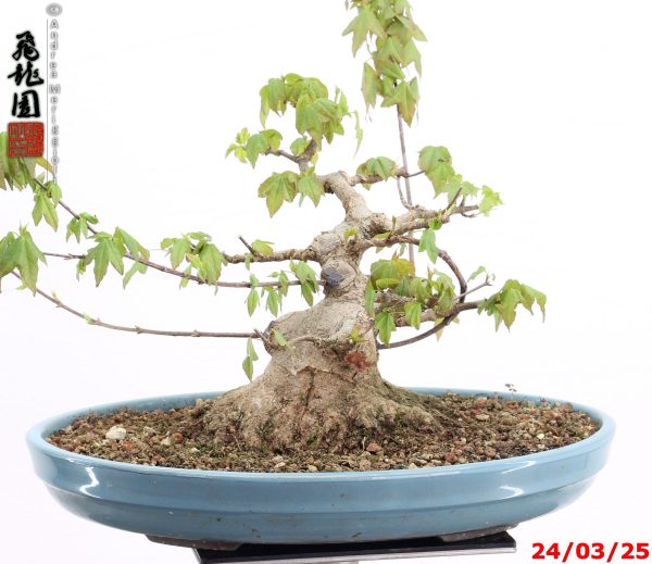 Acer buergerianum shohin - Image 6