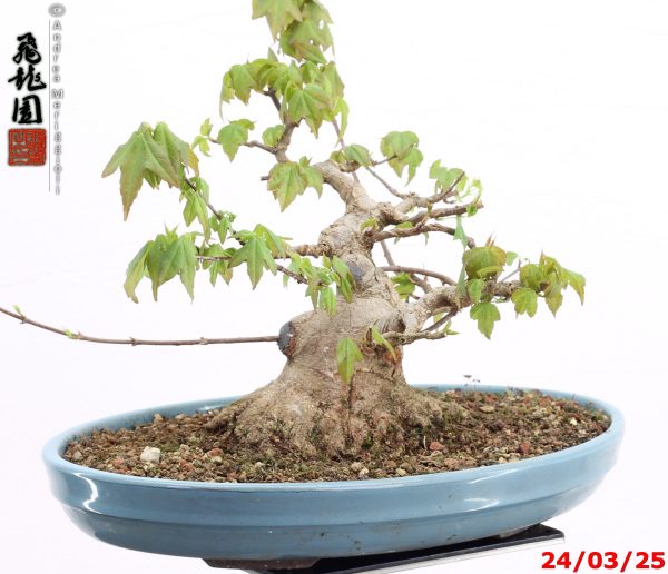 Acer buergerianum shohin - Image 7