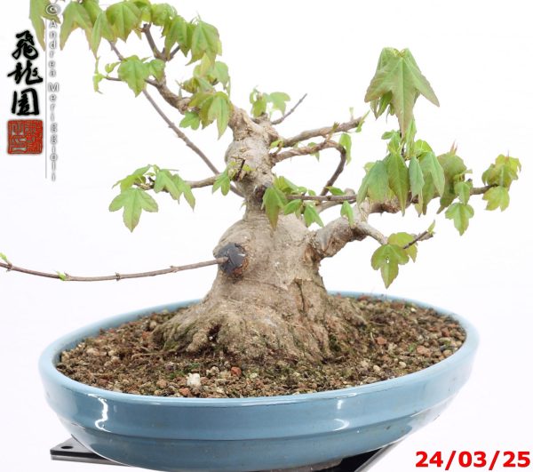 Acer buergerianum shohin - Image 8
