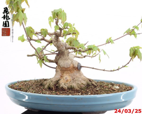 Acer buergerianum shohin - Image 9