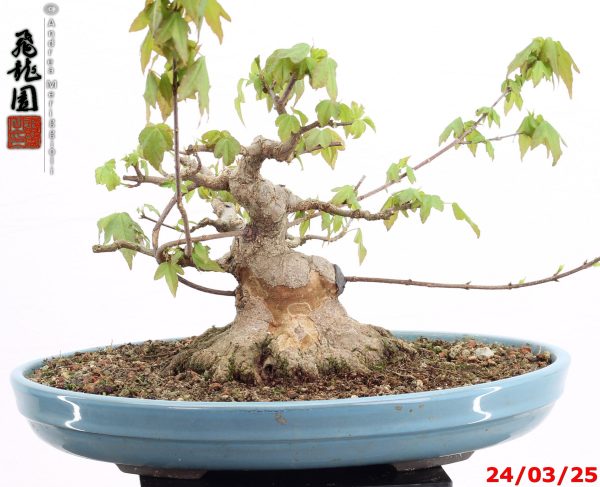 Acer buergerianum shohin - Image 10