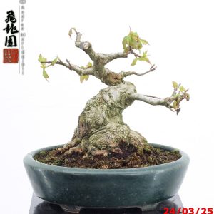 Acer buergerianum shohin