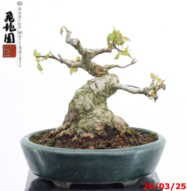 Acer buergerianum shohin