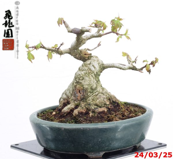 Acer buergerianum shohin - Image 2