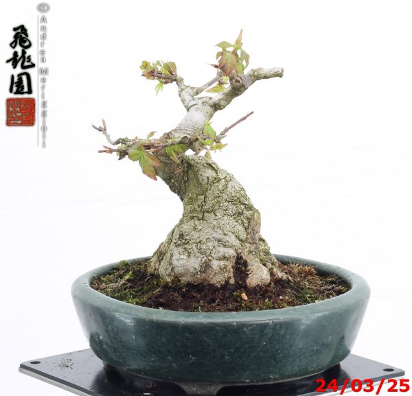 Acer buergerianum shohin - Image 4