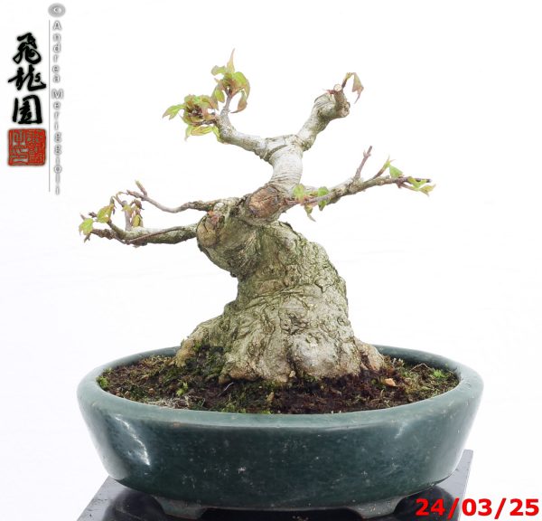 Acer buergerianum shohin - Image 5