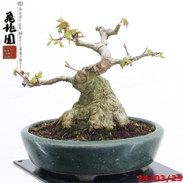 Acer buergerianum shohin - Image 6