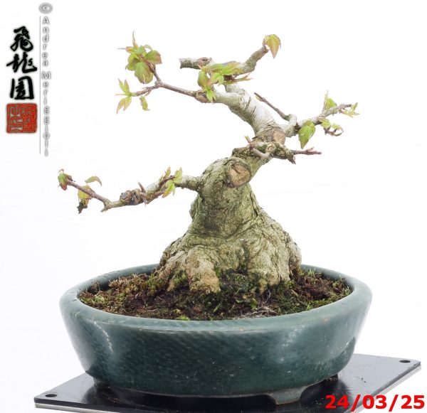 Acer buergerianum shohin - Image 7