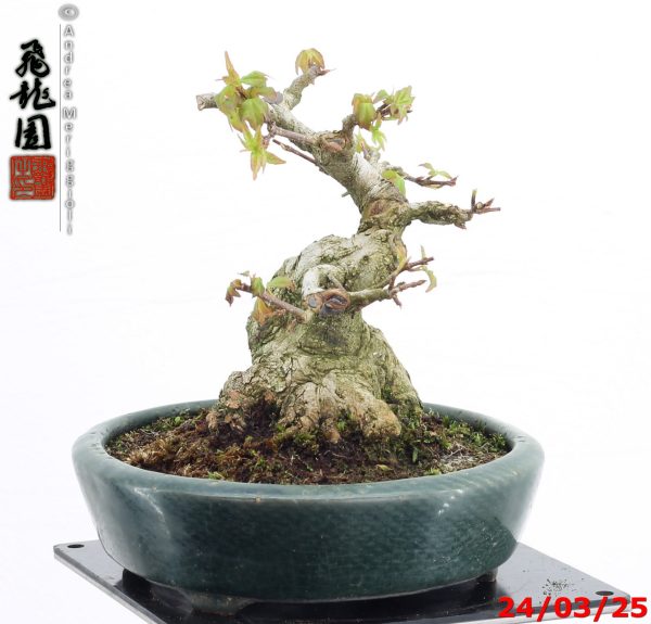 Acer buergerianum shohin - Image 8