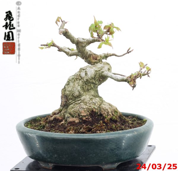 Acer buergerianum shohin - Image 9