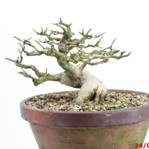 Premna japonica shohin