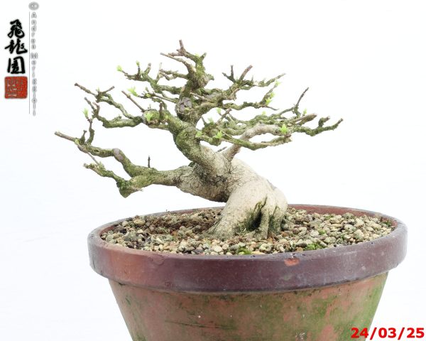 Premna japonica shohin